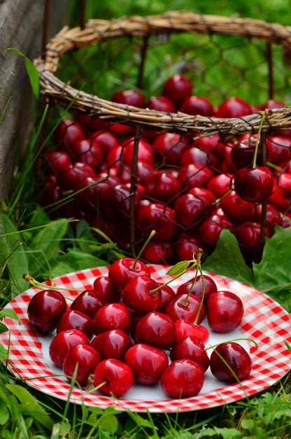 Cherry-Rhubarb Ruckus